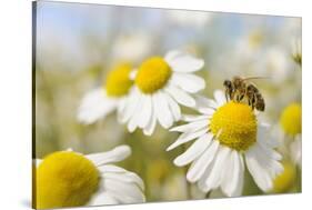 European Honey Bee Collecting Pollen and Nectar from Scentless Mayweed, Perthshire, Scotland-Fergus Gill-Stretched Canvas