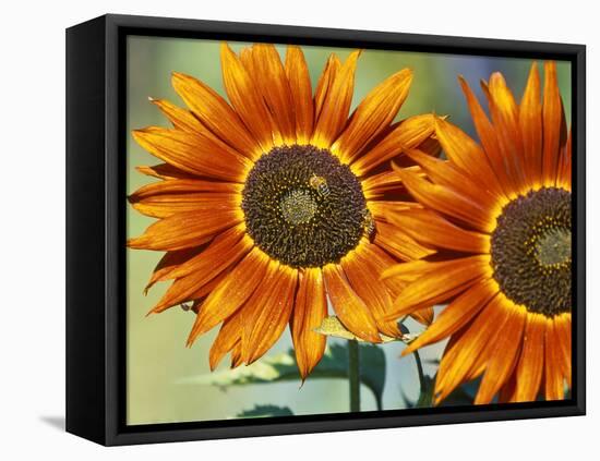 European Honey Bees Pollinating Red Sunflowers, Rhineland-Palatinate, Germany-Tom Haseltine-Framed Stretched Canvas