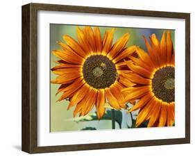 European Honey Bees Pollinating Red Sunflowers, Rhineland-Palatinate, Germany-Tom Haseltine-Framed Photographic Print