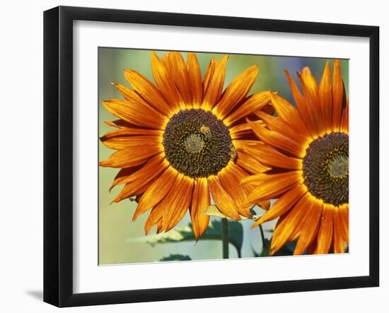 European Honey Bees Pollinating Red Sunflowers, Rhineland-Palatinate, Germany-Tom Haseltine-Framed Photographic Print