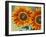 European Honey Bees Pollinating Red Sunflowers, Rhineland-Palatinate, Germany-Tom Haseltine-Framed Photographic Print