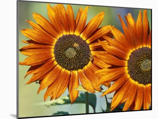 European Honey Bees Pollinating Red Sunflowers, Rhineland-Palatinate, Germany-Tom Haseltine-Mounted Photographic Print