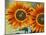 European Honey Bees Pollinating Red Sunflowers, Rhineland-Palatinate, Germany-Tom Haseltine-Mounted Photographic Print