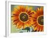 European Honey Bees Pollinating Red Sunflowers, Rhineland-Palatinate, Germany-Tom Haseltine-Framed Photographic Print