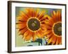 European Honey Bees Pollinating Red Sunflowers, Rhineland-Palatinate, Germany-Tom Haseltine-Framed Photographic Print