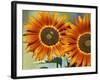 European Honey Bees Pollinating Red Sunflowers, Rhineland-Palatinate, Germany-Tom Haseltine-Framed Photographic Print