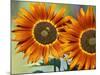 European Honey Bees Pollinating Red Sunflowers, Rhineland-Palatinate, Germany-Tom Haseltine-Mounted Photographic Print