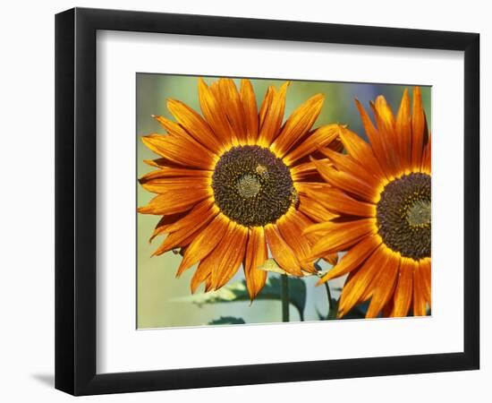 European Honey Bees Pollinating Red Sunflowers, Rhineland-Palatinate, Germany-Tom Haseltine-Framed Photographic Print