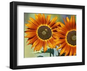 European Honey Bees Pollinating Red Sunflowers, Rhineland-Palatinate, Germany-Tom Haseltine-Framed Photographic Print