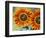 European Honey Bees Pollinating Red Sunflowers, Rhineland-Palatinate, Germany-Tom Haseltine-Framed Photographic Print