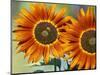 European Honey Bees Pollinating Red Sunflowers, Rhineland-Palatinate, Germany-Tom Haseltine-Mounted Photographic Print