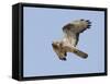 European Honey Buzzard Adult Male in Flight-null-Framed Stretched Canvas