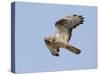 European Honey Buzzard Adult Male in Flight-null-Stretched Canvas