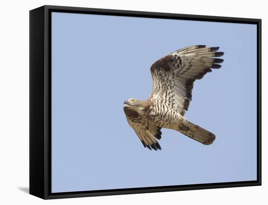 European Honey Buzzard Adult Male in Flight-null-Framed Stretched Canvas