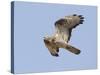 European Honey Buzzard Adult Male in Flight-null-Stretched Canvas