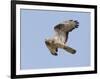 European Honey Buzzard Adult Male in Flight-null-Framed Photographic Print