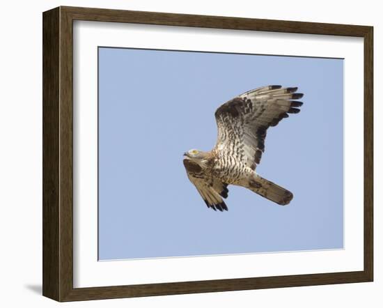 European Honey Buzzard Adult Male in Flight-null-Framed Photographic Print