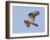 European Honey Buzzard Adult Male in Flight-null-Framed Photographic Print