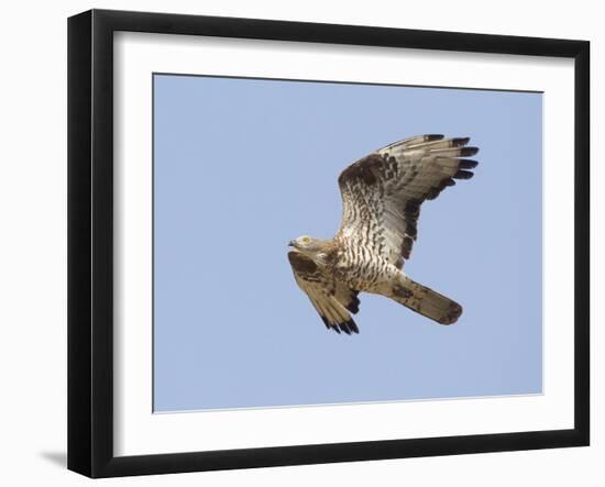 European Honey Buzzard Adult Male in Flight-null-Framed Photographic Print