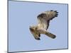 European Honey Buzzard Adult Male in Flight-null-Mounted Photographic Print