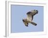 European Honey Buzzard Adult Male in Flight-null-Framed Photographic Print