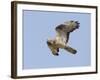 European Honey Buzzard Adult Male in Flight-null-Framed Photographic Print