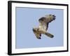 European Honey Buzzard Adult Male in Flight-null-Framed Photographic Print