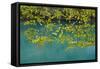 European Hop-Hornbeam Leaves Above Turquoise Water, Lower Lakes, Plitvice Lakes Np, Croatia-Biancarelli-Framed Stretched Canvas