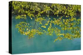 European Hop-Hornbeam Leaves Above Turquoise Water, Lower Lakes, Plitvice Lakes Np, Croatia-Biancarelli-Stretched Canvas