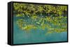 European Hop-Hornbeam Leaves Above Turquoise Water, Lower Lakes, Plitvice Lakes Np, Croatia-Biancarelli-Framed Stretched Canvas