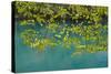 European Hop-Hornbeam Leaves Above Turquoise Water, Lower Lakes, Plitvice Lakes Np, Croatia-Biancarelli-Stretched Canvas