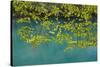 European Hop-Hornbeam Leaves Above Turquoise Water, Lower Lakes, Plitvice Lakes Np, Croatia-Biancarelli-Stretched Canvas