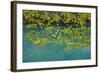 European Hop-Hornbeam Leaves Above Turquoise Water, Lower Lakes, Plitvice Lakes Np, Croatia-Biancarelli-Framed Photographic Print