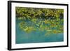 European Hop-Hornbeam Leaves Above Turquoise Water, Lower Lakes, Plitvice Lakes Np, Croatia-Biancarelli-Framed Photographic Print