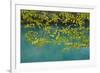 European Hop-Hornbeam Leaves Above Turquoise Water, Lower Lakes, Plitvice Lakes Np, Croatia-Biancarelli-Framed Photographic Print