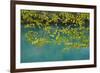 European Hop-Hornbeam Leaves Above Turquoise Water, Lower Lakes, Plitvice Lakes Np, Croatia-Biancarelli-Framed Photographic Print