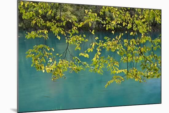 European Hop-Hornbeam Leaves Above Turquoise Water, Lower Lakes, Plitvice Lakes Np, Croatia-Biancarelli-Mounted Photographic Print
