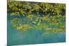 European Hop-Hornbeam Leaves Above Turquoise Water, Lower Lakes, Plitvice Lakes Np, Croatia-Biancarelli-Mounted Photographic Print