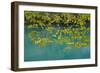 European Hop-Hornbeam Leaves Above Turquoise Water, Lower Lakes, Plitvice Lakes Np, Croatia-Biancarelli-Framed Photographic Print