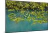 European Hop-Hornbeam Leaves Above Turquoise Water, Lower Lakes, Plitvice Lakes Np, Croatia-Biancarelli-Mounted Photographic Print