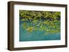 European Hop-Hornbeam Leaves Above Turquoise Water, Lower Lakes, Plitvice Lakes Np, Croatia-Biancarelli-Framed Photographic Print