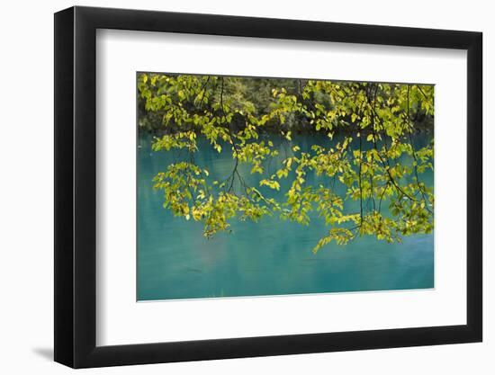 European Hop-Hornbeam Leaves Above Turquoise Water, Lower Lakes, Plitvice Lakes Np, Croatia-Biancarelli-Framed Photographic Print