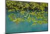 European Hop-Hornbeam Leaves Above Turquoise Water, Lower Lakes, Plitvice Lakes Np, Croatia-Biancarelli-Mounted Photographic Print