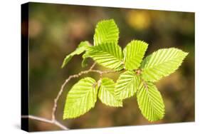 European Hornbeam Close-Up of Leaves-null-Stretched Canvas