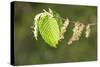 European Hornbeam Close-Up of Leaves-null-Stretched Canvas