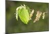 European Hornbeam Close-Up of Leaves-null-Mounted Photographic Print