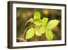 European Hornbeam Close-Up of Leaves-null-Framed Photographic Print