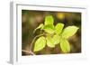 European Hornbeam Close-Up of Leaves-null-Framed Photographic Print