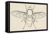 European Hoverfly (Eristalis Tenax), Diptera-null-Framed Stretched Canvas