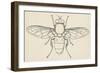 European Hoverfly (Eristalis Tenax), Diptera-null-Framed Giclee Print